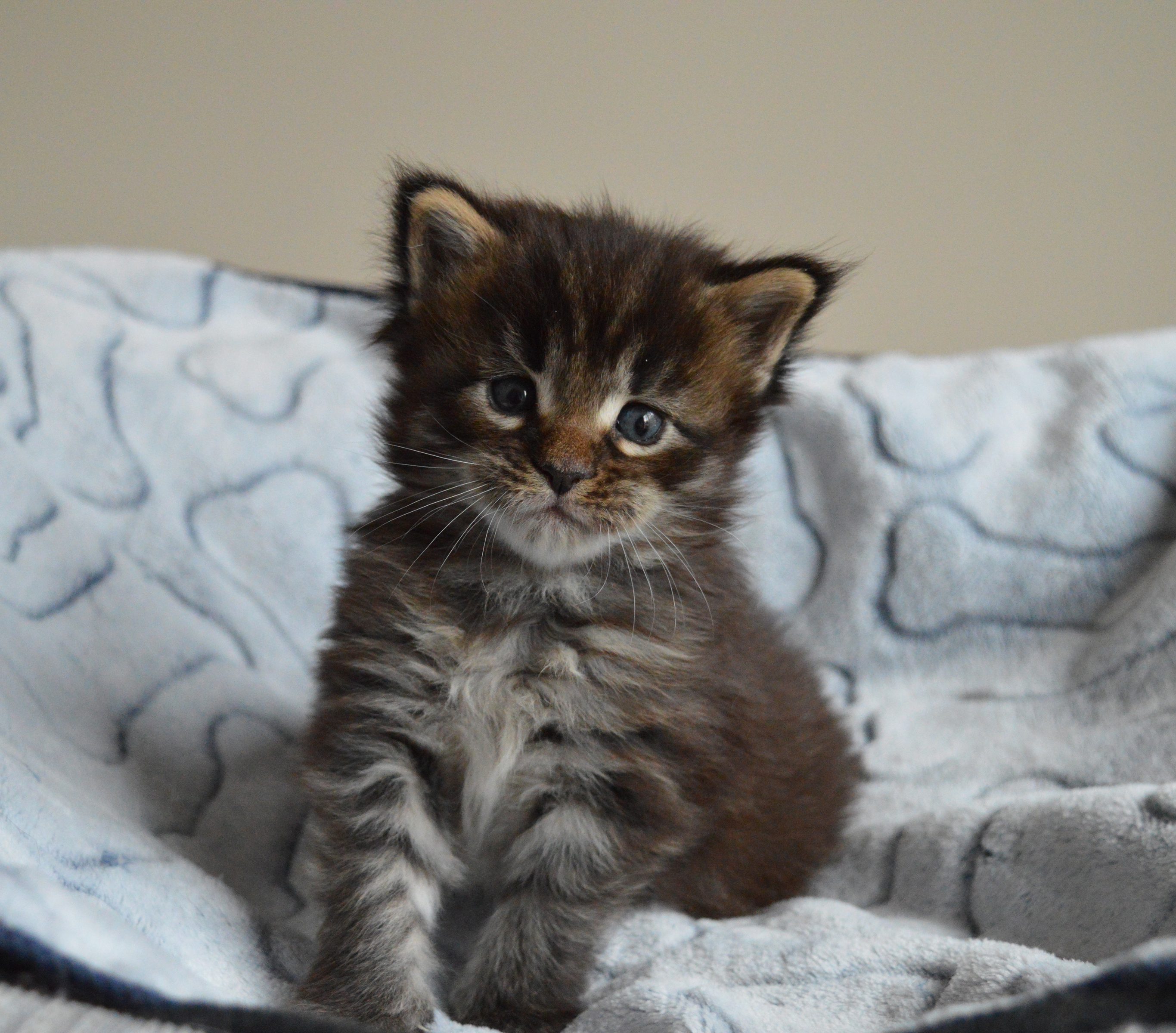 A Wildwater kitten
