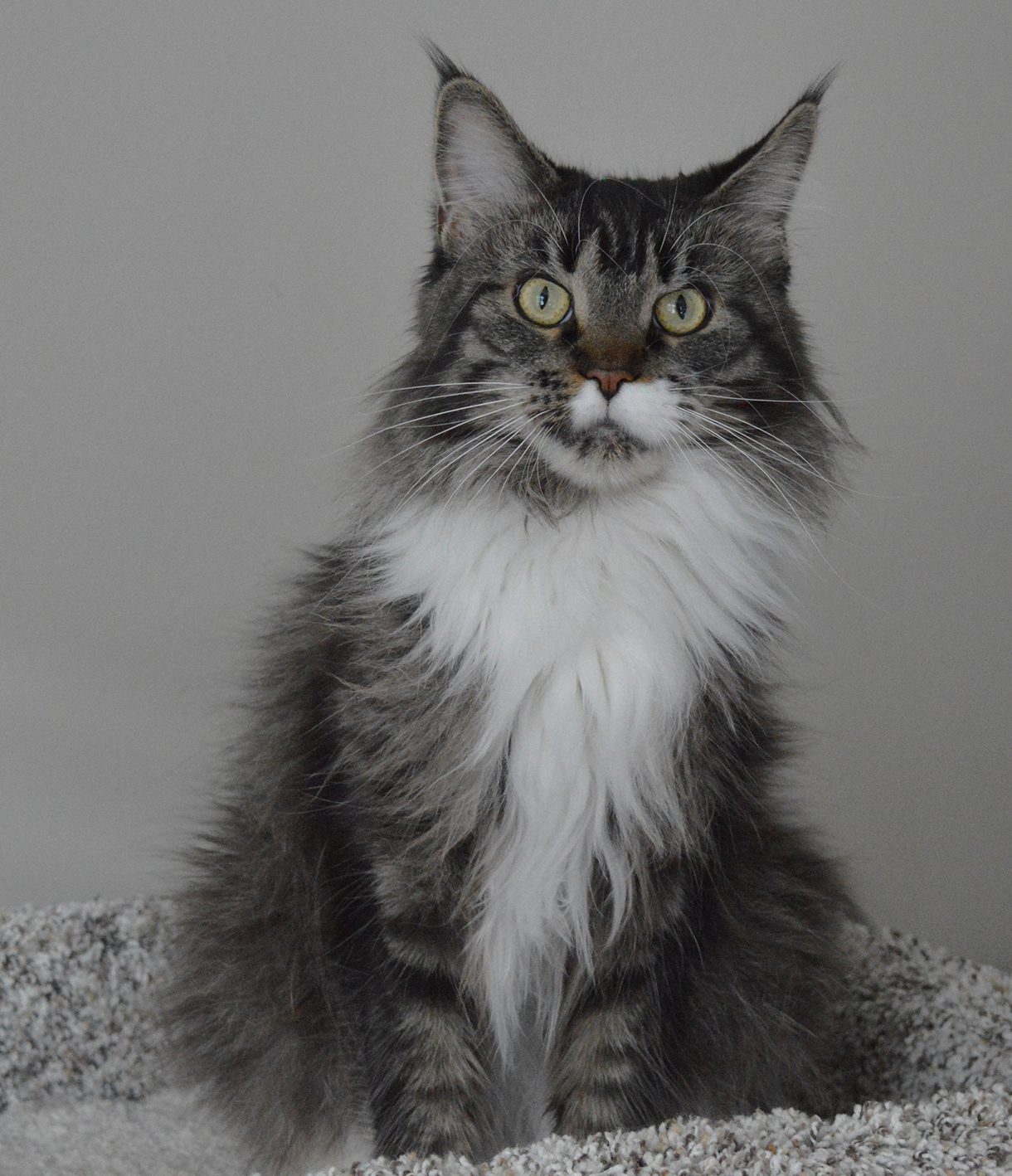 Wildwater Maine Coons | Females