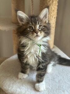 girl 2 64 days ( 9 weeks) (1)