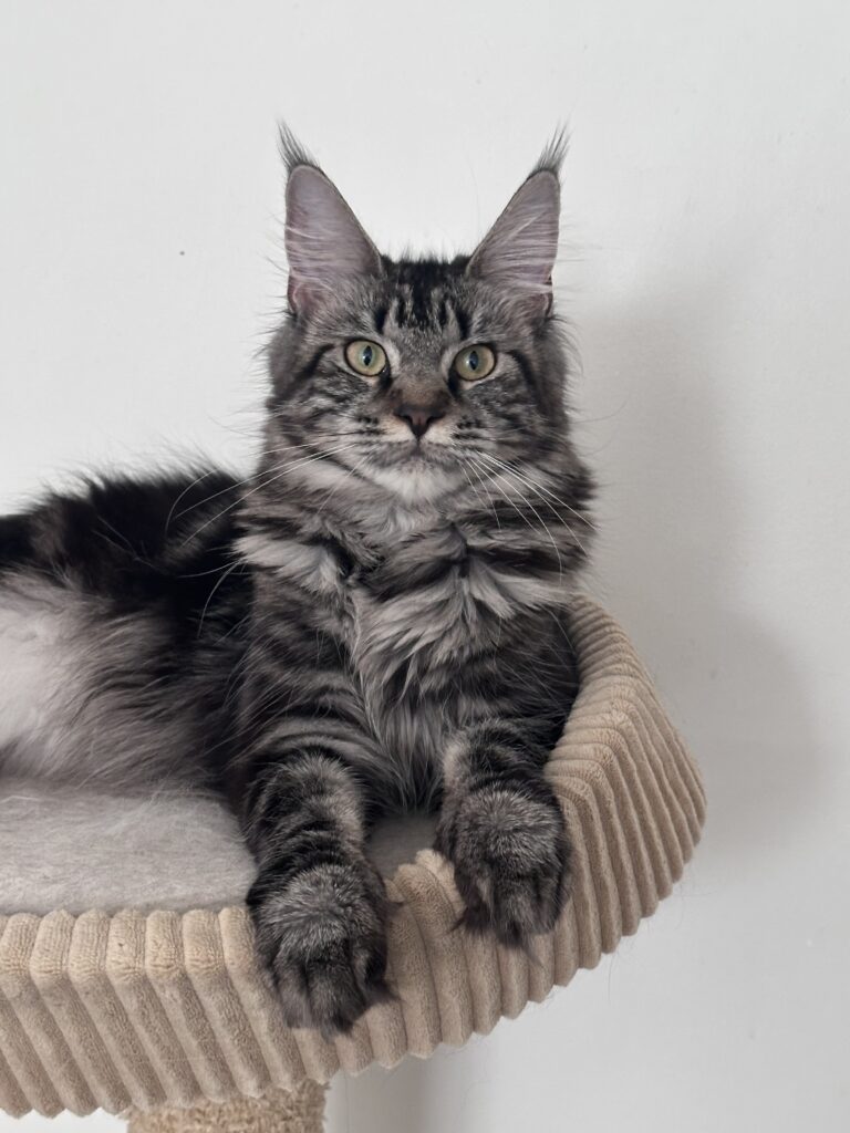 Wildwater Xenia, a brown classic tabby Maine Coon, resting on a cat tree