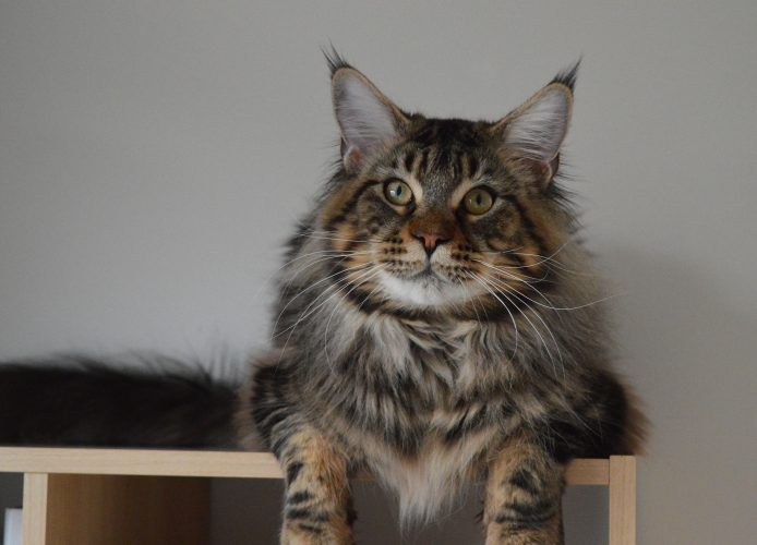 Males – Wildwater Maine Coons