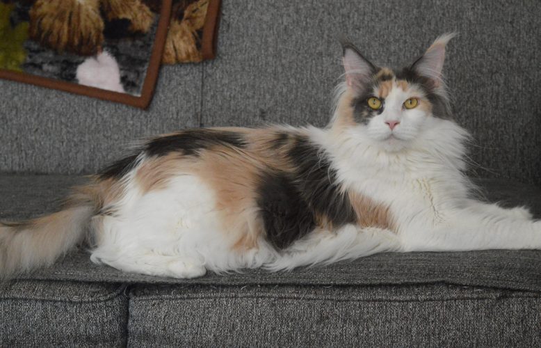 Females – Wildwater Maine Coons