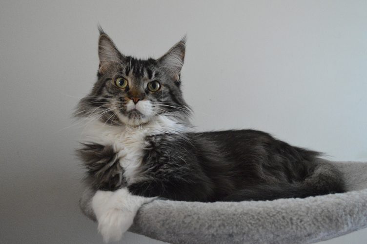 Females – Wildwater Maine Coons